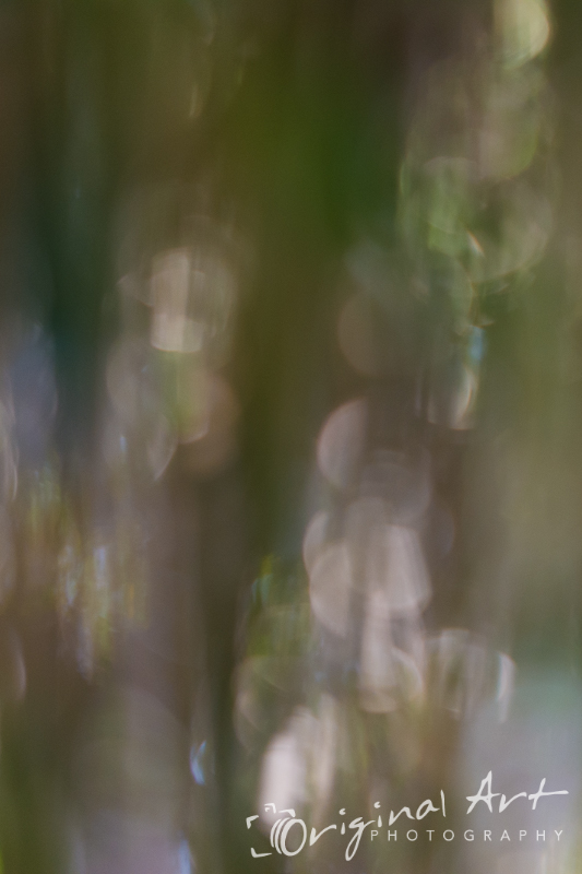 Deliberately Out Of Focus Abstract Photography Deliberately Out Of Focus Abstract Photography