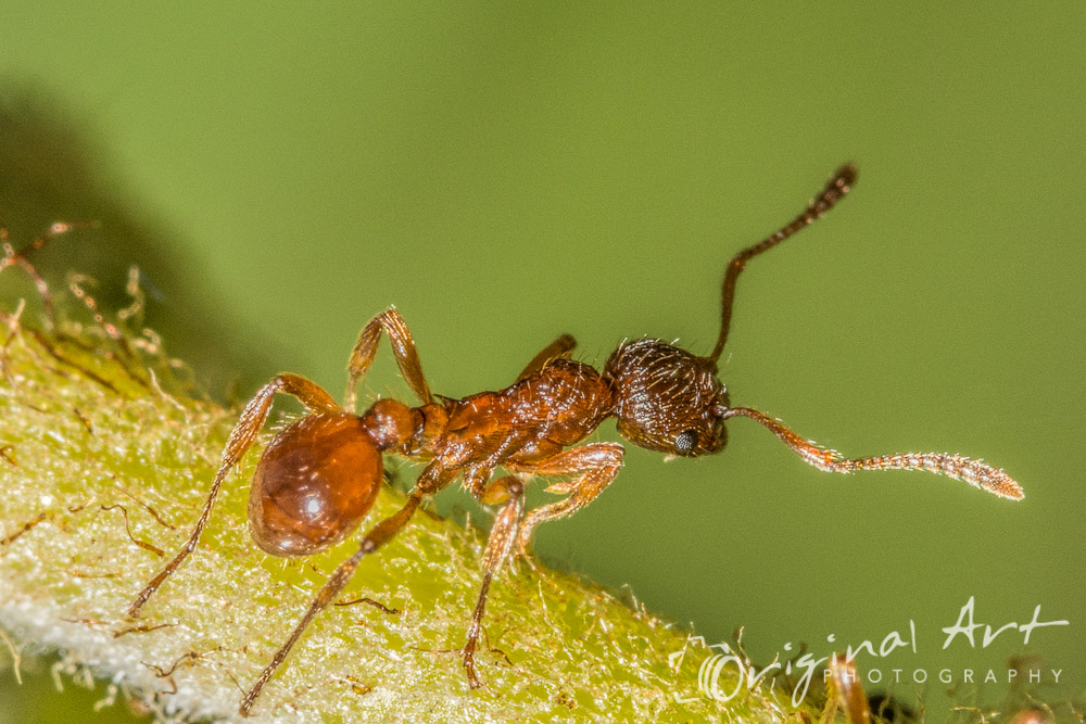 flickr macro photography